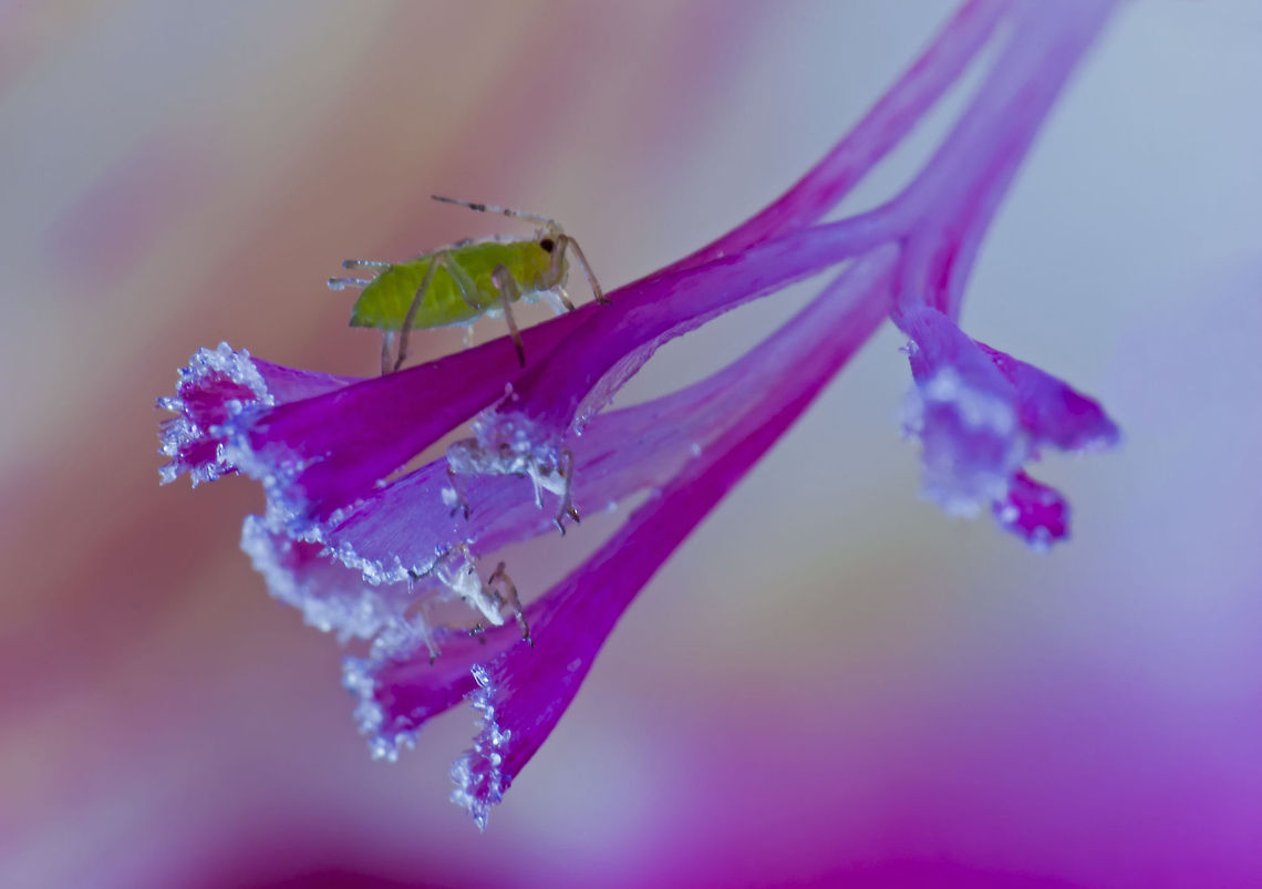 Aphidoidea  Geotagged,Israel