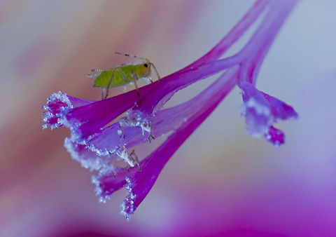 Aphidoidea  Geotagged,Israel