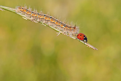 Ladybird I....am...almost...there...Wish my wings weren't wet in this persuit! Coccinella septempunctata,Geotagged,Israel,Ladybug or Ladybird