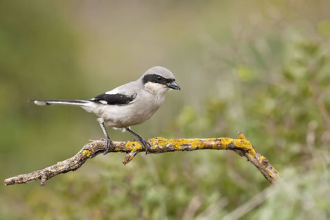 Southern Grey Shrike  Geotagged,Israel,Lanius meridionalis,Southern Grey Shrike