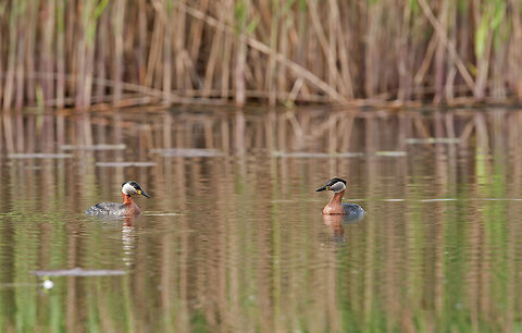 podiceps grisegena  Geotagged,Podiceps grisegena,Red-necked Grebe,Romania