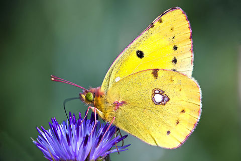 cloubed yellow  Butterflies,Colias croceus,Dark Clouded Yellow,Geotagged,Israel