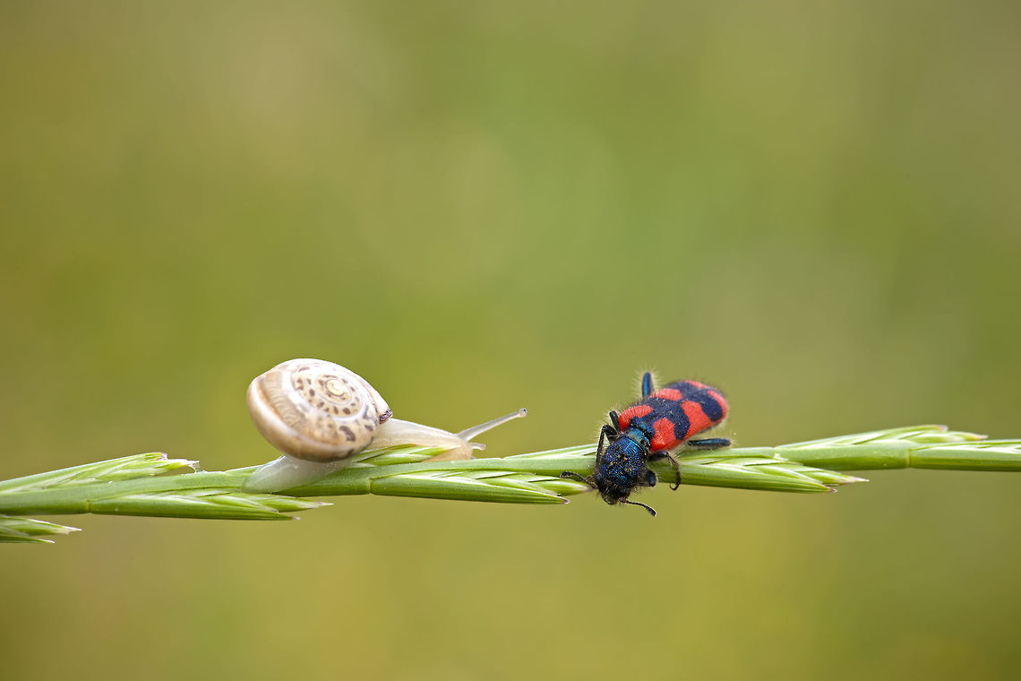 Trichodes nobilis  Gastropoda,Geotagged,Israel,Trichodes