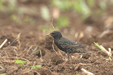 European Starling  Common Starling,Geotagged,Romania,Sturnus vulgaris