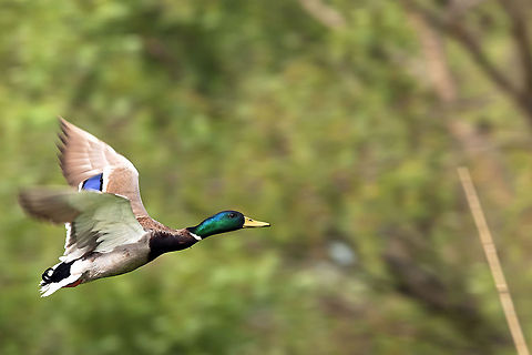 mallard duck  Anas platyrhynchos,Geotagged,Mallard,Romania