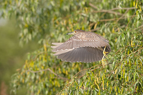 Young-Night Heron  Black-crowned Night Heron,Geotagged,Nycticorax nycticorax,Romania