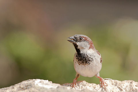 sweet-House Sparrow  Geotagged,House Sparrow,Israel,Passer domesticus
