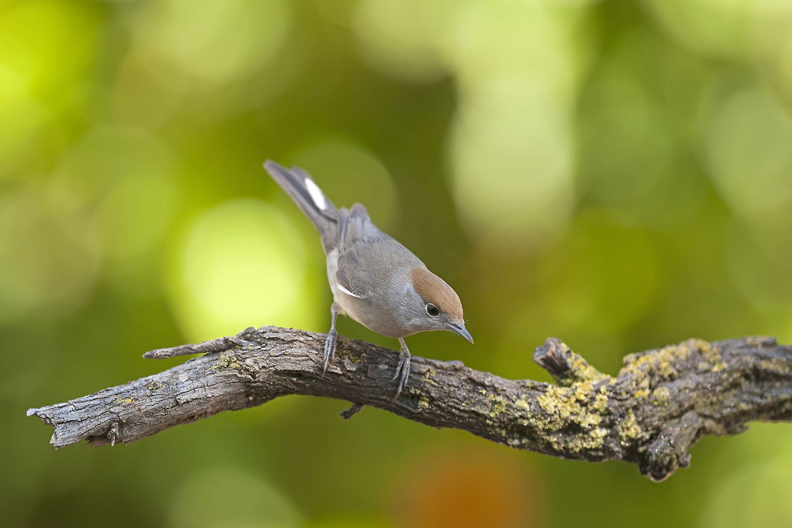 Blackcap F  Blackcap,Geotagged,Israel,Sylvia atricapilla