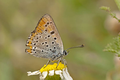 Lesser Fiery Copper  Geotagged,Israel,Lycaena thersamon