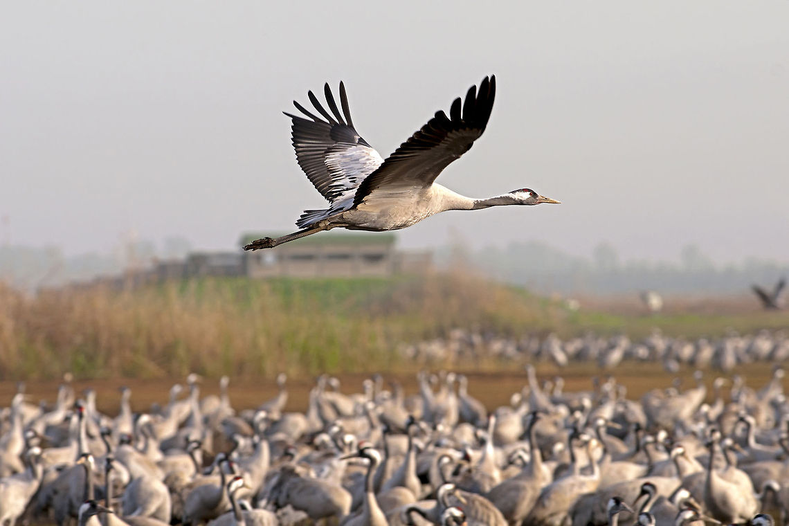 Grus grus  Common Crane,Geotagged,Grus grus,Israel