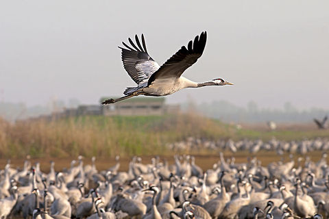 Grus grus  Common Crane,Geotagged,Grus grus,Israel