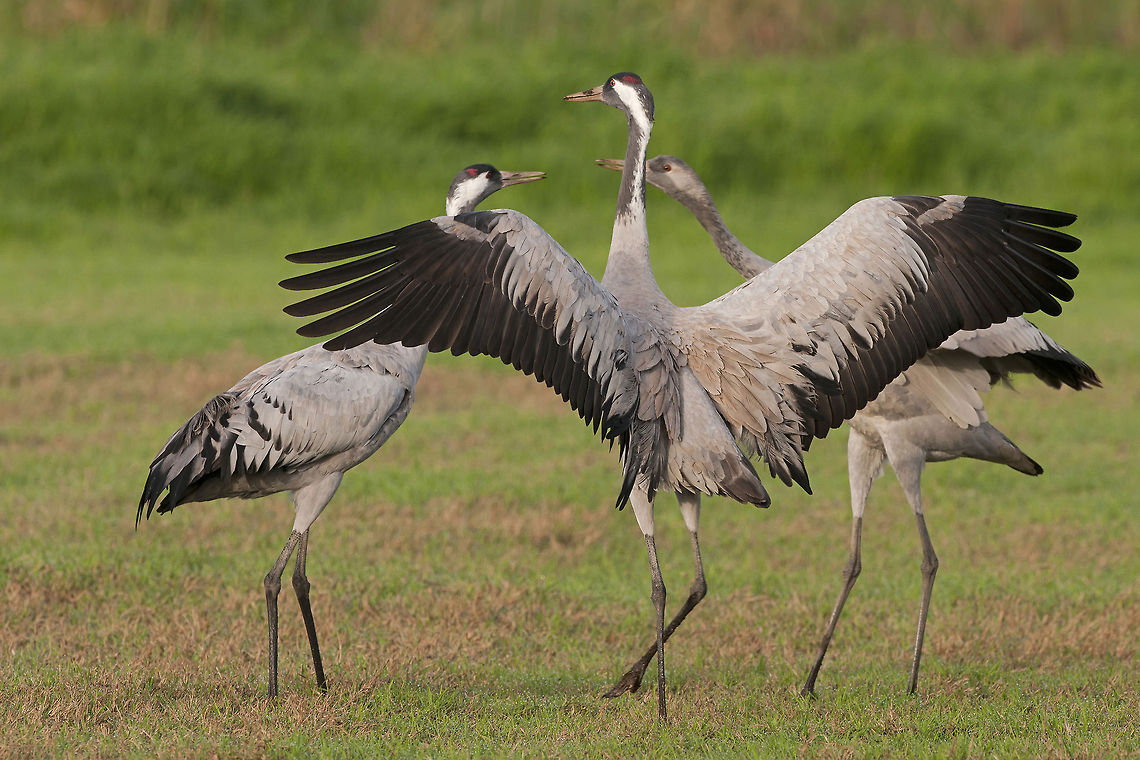 Dialogue Ok, now for the last time: left, step, step, right step turn. Common Crane,Geotagged,Grus grus
