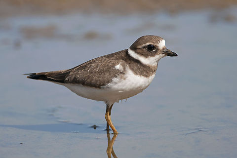 Charadrius  Charadrius hiaticula,Common Ringed Plover,Geotagged,Israel