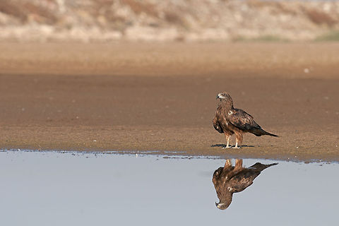 Black Kite  Black Kite,Geotagged,Israel,Milvus migrans