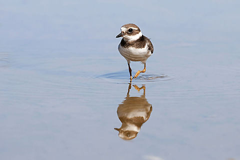 A Charadrius  Charadrius hiaticula,Common Ringed Plover,Geotagged,Israel
