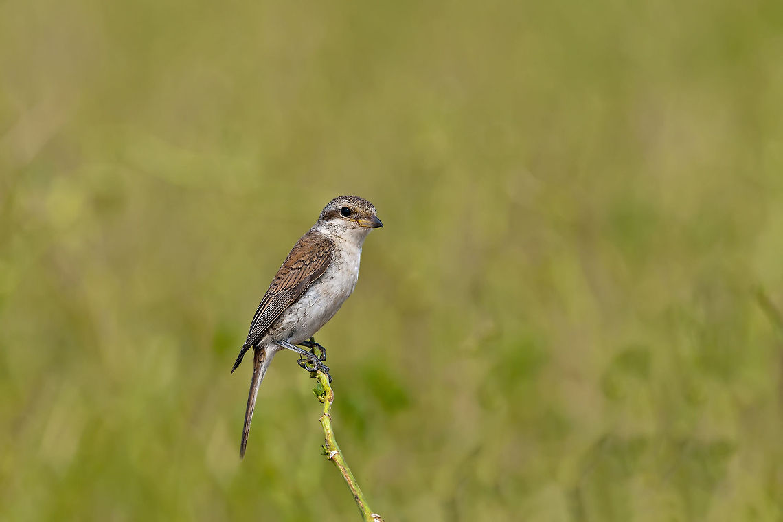 Red-backed Shrike   Geotagged,Israel,Lanius collurio,Red-backed Shrike