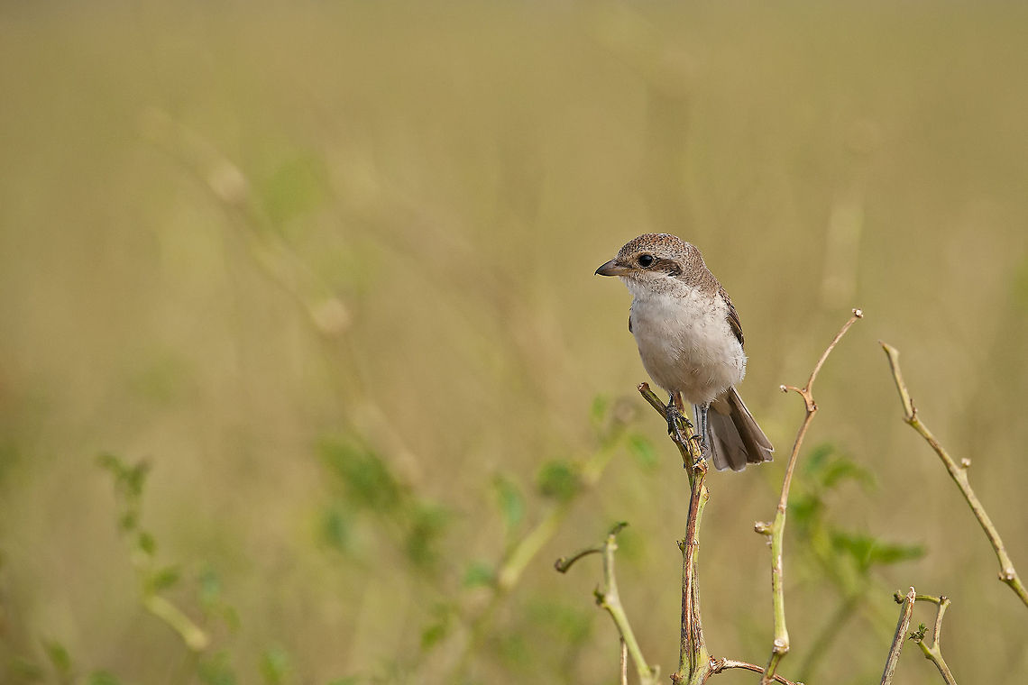 Lanius collurio  Geotagged,Israel,Lanius collurio,Red-backed Shrike