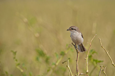 Lanius collurio  Geotagged,Israel,Lanius collurio,Red-backed Shrike