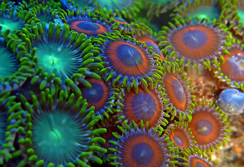 Colony Polyp  Geotagged,Israel,Zoanthus,Zoanthus Sociatus,Zoanthus sp