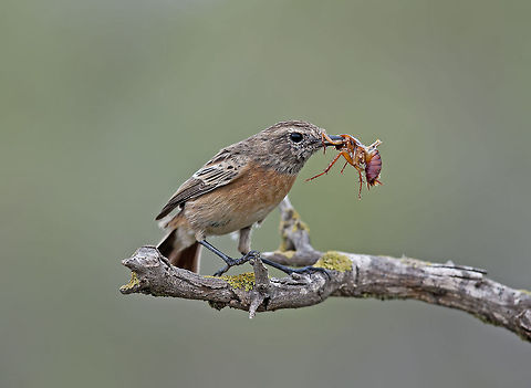 Saxicoia rubicola  European Stonechat,Geotagged,Israel,Saxicola rubicola