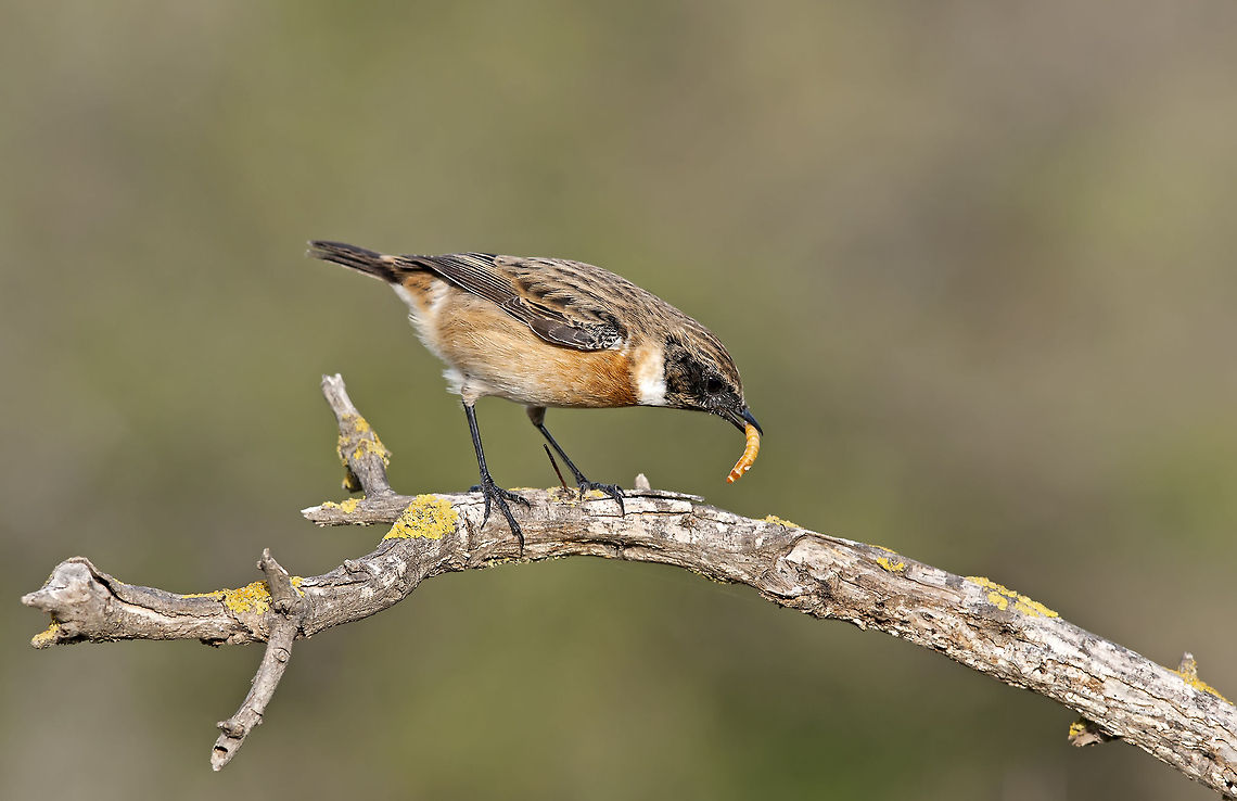 European Stonechat  European Stonechat,Geotagged,Israel,Saxicola rubicola