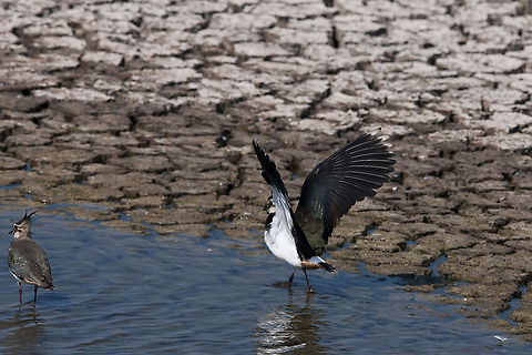 lapwing  Geotagged,Israel,Northern Lapwing,Vanellus vanellus