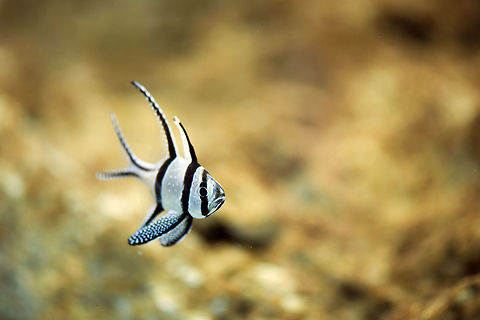 bangai cardinal  Banggai cardinalfish,Geotagged,Israel,Pterapogon  kauderni