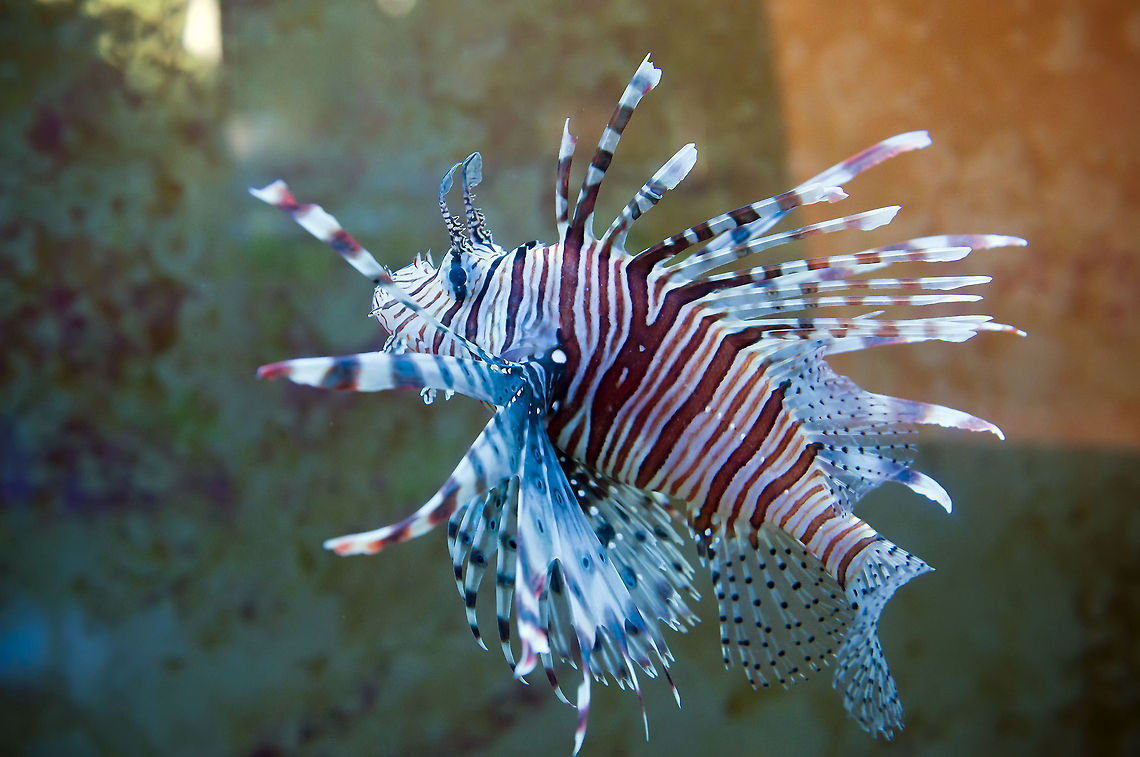 Pterois  Geotagged,Israel,Pterois volitans,Red lionfish