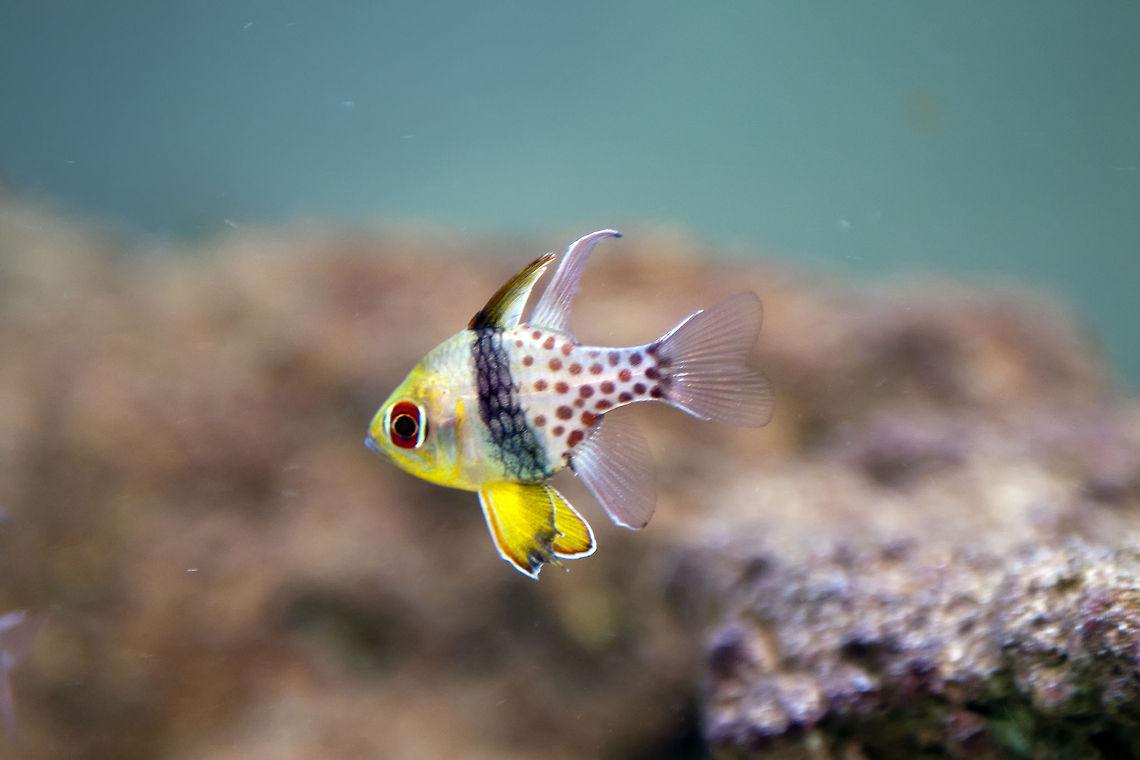 Sphaeramia_nematoptera  Geotagged,Israel,Pajama Cardinalfish,Sphaeramia nemanoptera