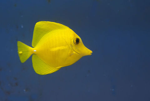Zebrasoma flavescens  Geotagged,Israel,Yellow Tang,Zebrasoma flavescens