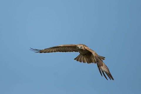 common B.  Buteo buteo,Common Buzzard,Geotagged,Israel