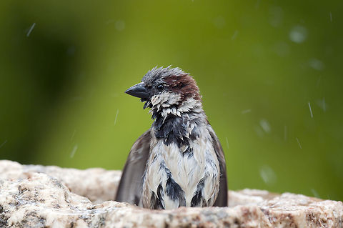 shower  bath  Geotagged,House Sparrow,Israel,Passer domesticus