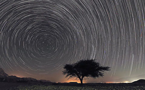 Pole Star  Acacia,Geotagged,Israel,Pole Star