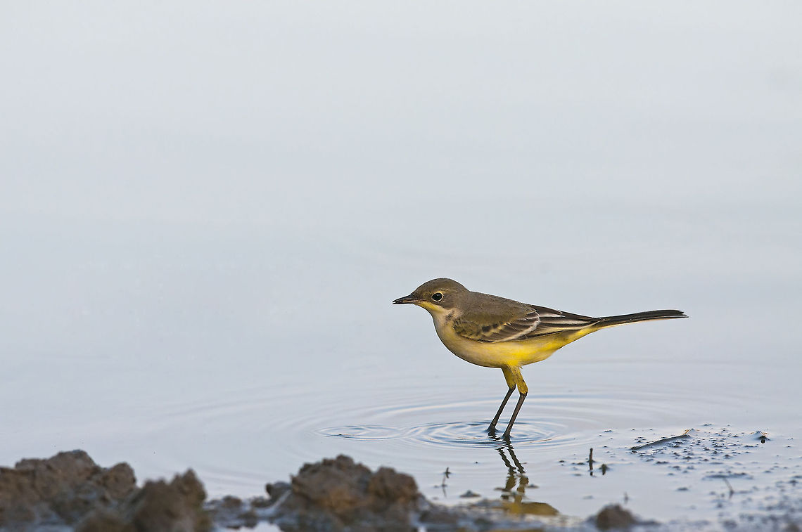 Motacilla  flava  Geotagged,Israel,Motacilla flava,Yellow Wagtail