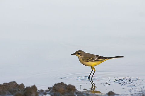 Motacilla  flava  Geotagged,Israel,Motacilla flava,Yellow Wagtail