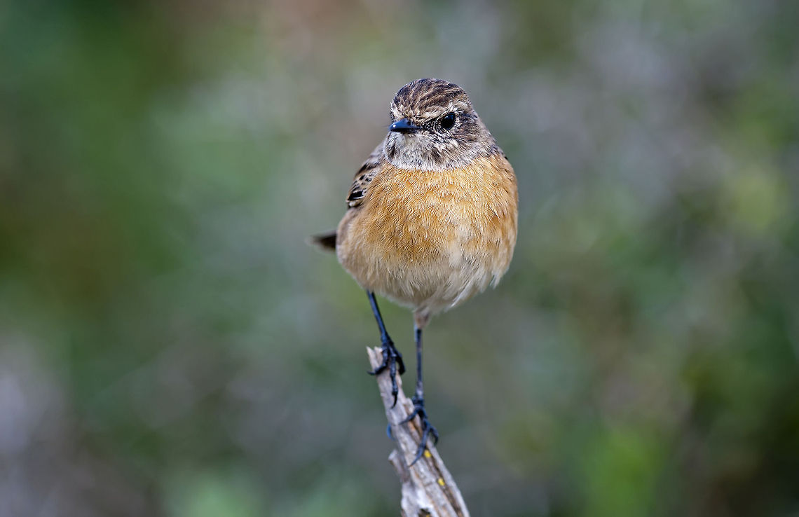Passeriformes  African Stonechat,Geotagged,Israel,Saxicola torquatus