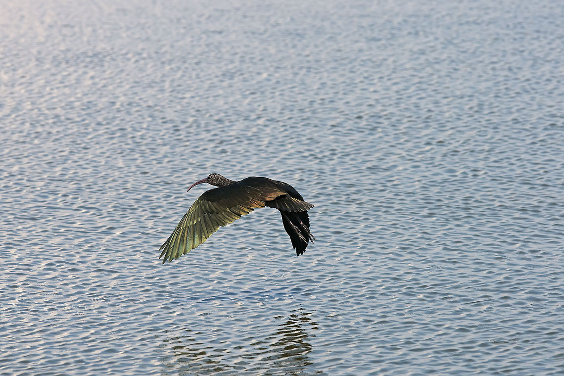 Threskiornithinae  Geotagged,Glossy Ibis,Israel,Plegadis falcinellus