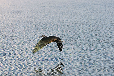 Threskiornithinae  Geotagged,Glossy Ibis,Israel,Plegadis falcinellus