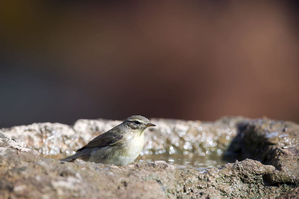 Chiffchaff  Common Chiffchaff,Geotagged,Israel,Phylloscopus collybita