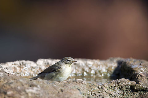 Chiffchaff  Common Chiffchaff,Geotagged,Israel,Phylloscopus collybita