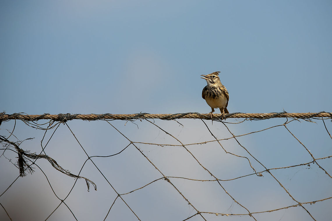 Alaudidae  Crested Lark,Galerida cristata,Geotagged,Israel