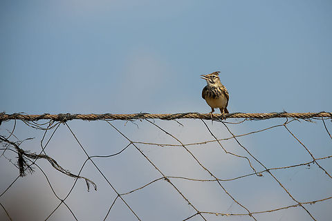 Alaudidae  Crested Lark,Galerida cristata,Geotagged,Israel