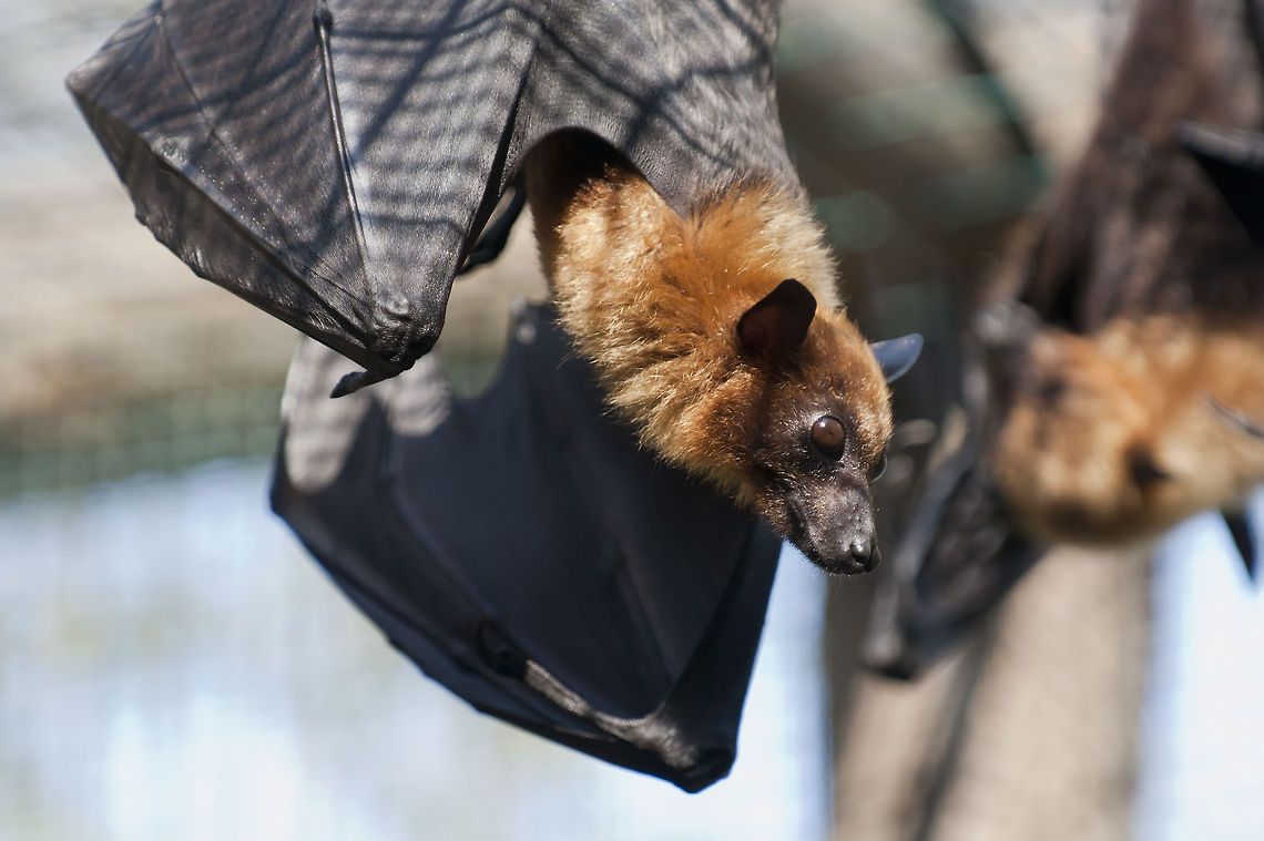 pteropus lylei  Geotagged,Israel,Lyles Flying Fox,Pteropus lylei,Zoo