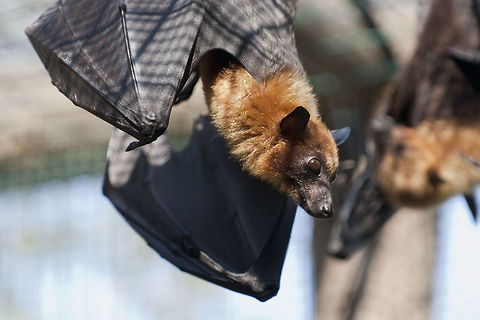 Lyles Flying Fox