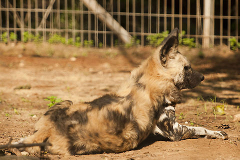 Lycaon  African wild dog,Geotagged,Israel,Lycaon pictus