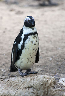 Spheniscus demersus  African Penguin,Geotagged,Israel,Spheniscus demersus