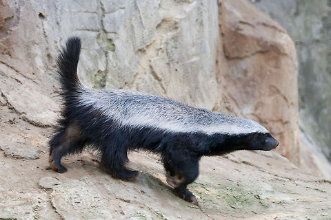 Mellivora  Geotagged,Honey badger,Israel,M. capensis