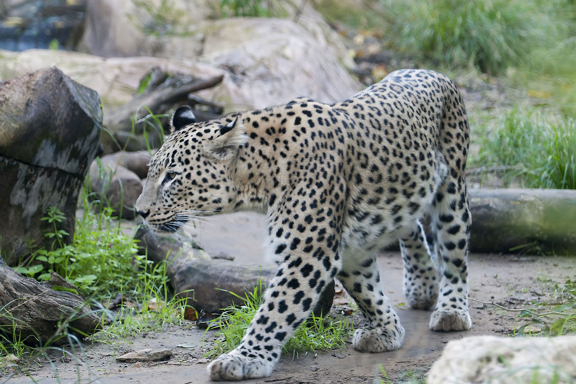 Panthera pardus saxicolor  Geotagged,Israel,Panthera pardus ciscaucasica,Persian leopard