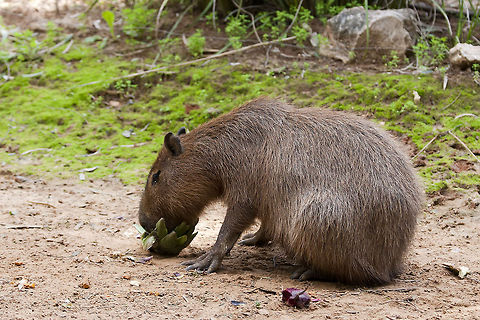 Hydrochoerus hydrochaeris  Capybara,Geotagged,Hydrochoerus hydrochaeris,Israel