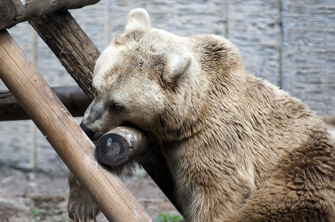Ursus arctos syriacus  Geotagged,Israel,Syrian brown bear,Ursus arctos syriacus